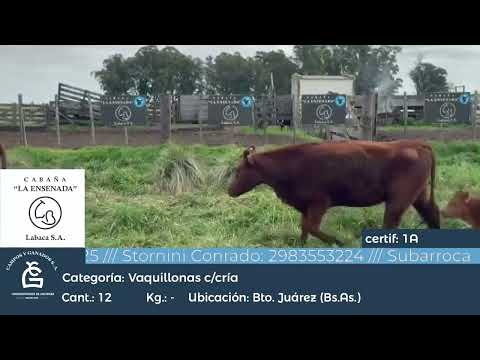 Lote VQ GENERAL - CON CRIA
