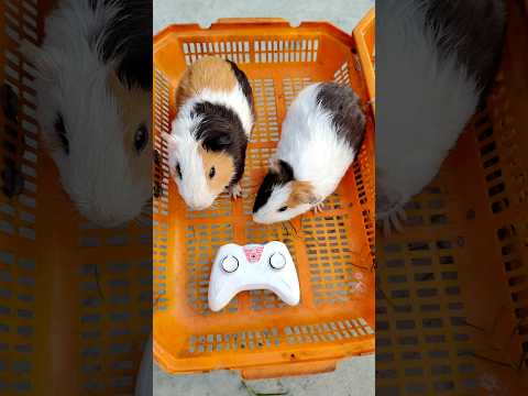 2 RC Mouse Original Unboxing & Testing ￼ #shorts #mouse