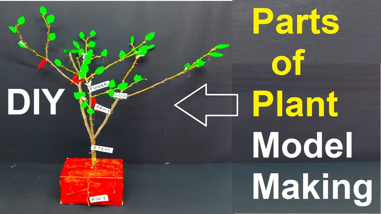 parts of plant model 3d - innovative and creative project - diy | DIY pandit