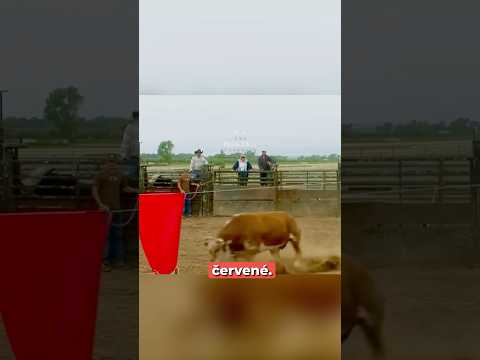Proč útočí býk na červenou barvu? 🤔🐂