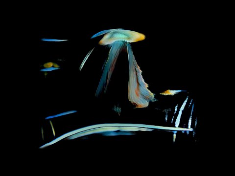 Video thumbnail for Fine Day