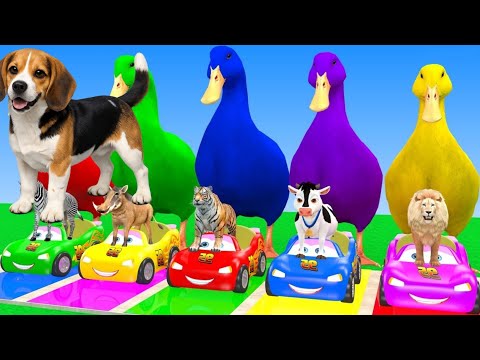 5 Giant Duck Cartoon,Cow,Elephant,Tiger,Dinosaur,Paint Wild Animals Crossing Fountain Animation z184