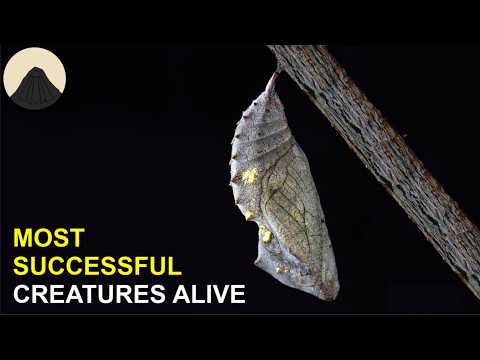 Metamorphosis is Way Weirder than you Think