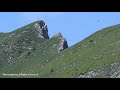 Griffon vultures (Gyps fulvus) Swiss alps