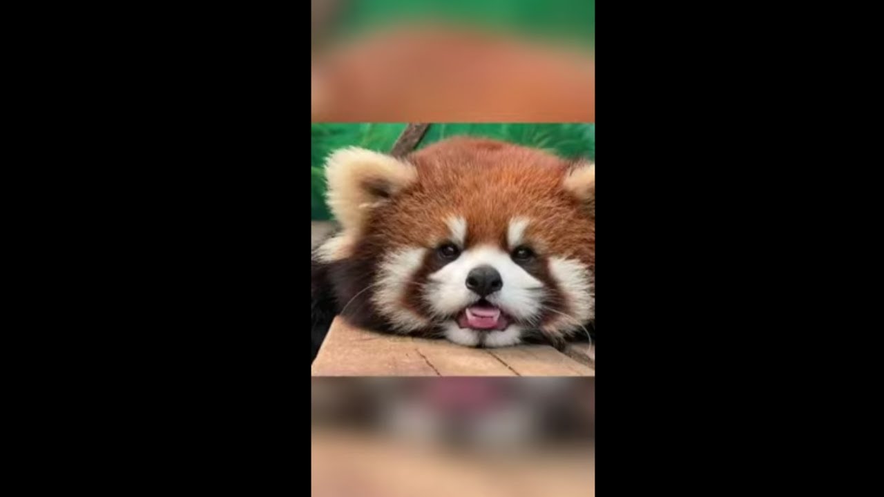 Red Panda: The Adorable Acrobats of the Asian Forests