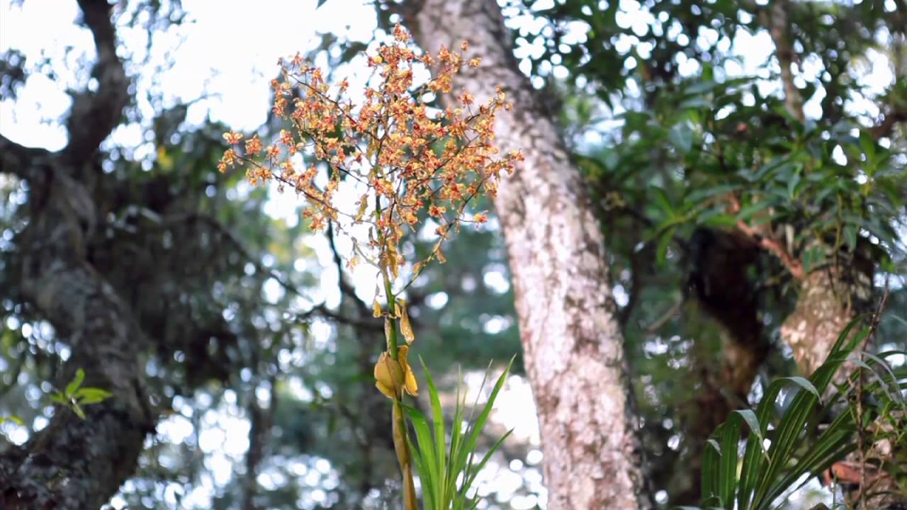 Um pé de quê? Exótico