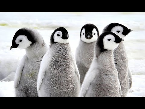 Zwierzęta  Just Animals 2. Pingwiny