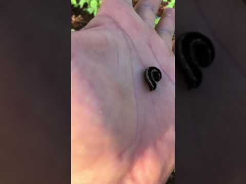 Lagarta Spodoptera cosmioides