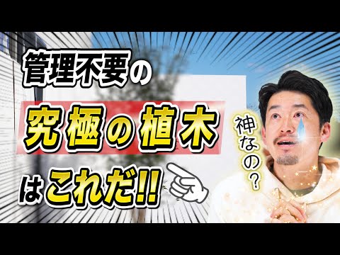剪定できない低木はどれですか?メンテナンス不要の庭に適した7つの簡単な種  庭園