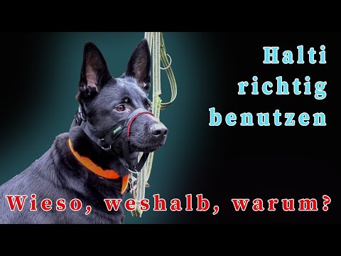 Using the Halti correctly