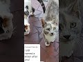 free kittens y'all they spoiled....
