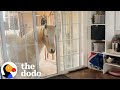 Horses Keep Breaking Into Mom's House | The Dodo