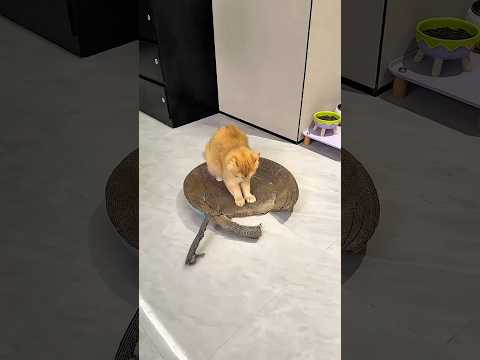Cat Destroyed the Cheap Bed, So Owner Bought a Luxury One! 😹#shortvideo #cat