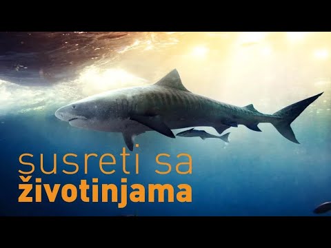 Ajkule - Susreti sa životinjama
