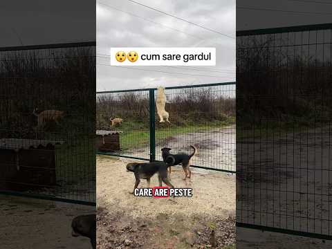 cum poate sa sară gardul un caine😲😲 #dog #fence #funnydogs #sport #jumpfence #amazing #funny #viral