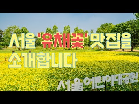 제주감성 피크닉!(feat.유채꽃) 서울어린이대공원에서! 