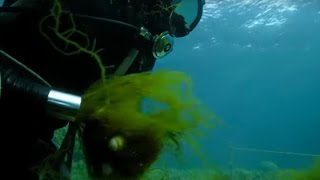 Sucking Up Seaweed? | Wild Japan | BBC Earth