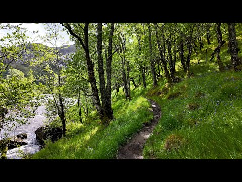 Enya - China Roses 4K