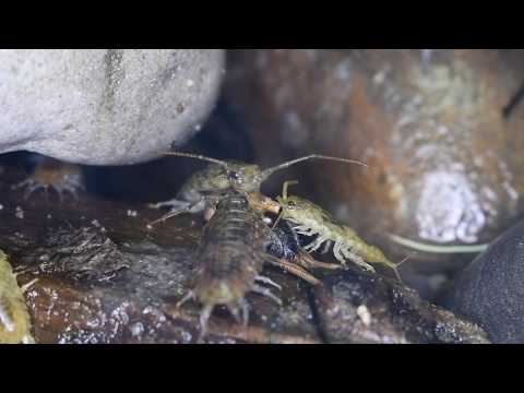 Ligia oceanica - Details