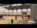 Hongre 3 ans GLASGOW W VH MERELSNEST X Elan de la Cour