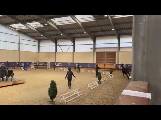 Hongre 3 ans GLASGOW W VH MERELSNEST X Elan de la Cour 