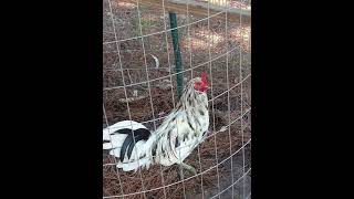 Chickens for Sale