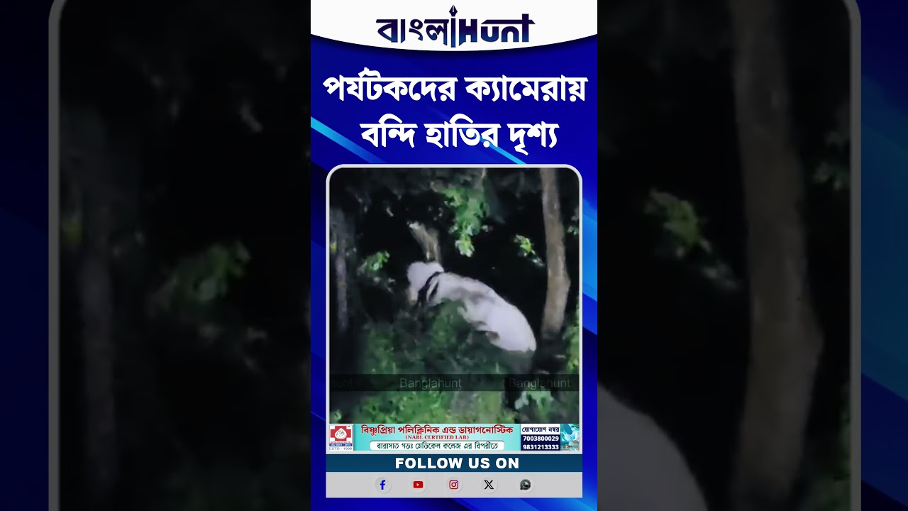 পর্যটকদের ক্যামেরায় বন্দি হাতির দৃশ্য