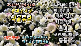 양재꽃시장 식물튜브 24년 11월 22일 입고영상 시청 하시면서 힐링타임 되세요~  #양재꽃시장 #식물튜브 …