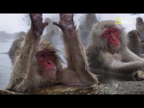 Les macaques japonais