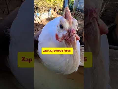 galinha angola branca Criação de cocá Guiné capote são João del rei  Barbacena ovos galados férteis
