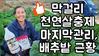 막걸리 천연살충제 무 배추밭에 마지막으로 뿌려주었습니다! - 배추밭근황 radish cabbage
