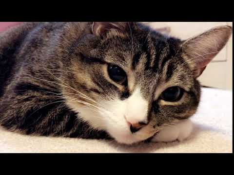 Cutest cat in the world