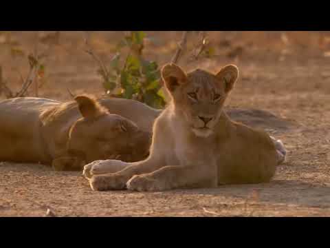 AFRICA'S HUNTERS  Series 2  2of6   Brothers in Arms   HD 720p    YouTube