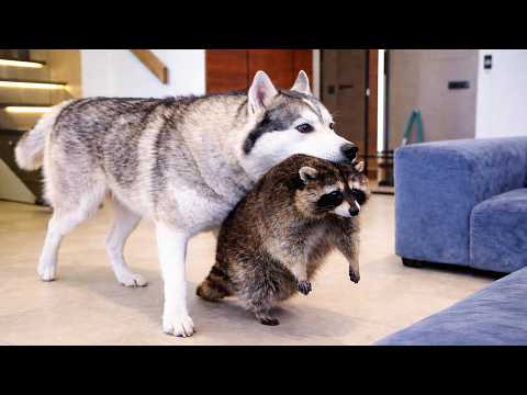 ХАСКИ НАПАЛ НА ЕНОТА!