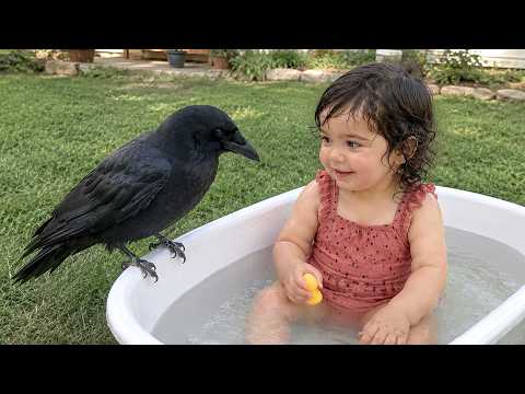 The Funniest Crows Ever Caught On Camera
