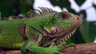 Boa Attacks Green Iguana & Anaconda Attacks Boa