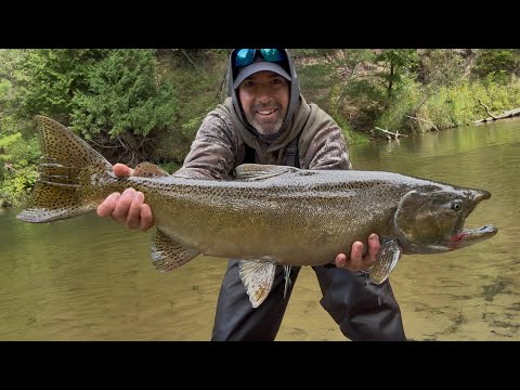 FALL KING SALMON BOBBER FISHING #salmonfishing #kingsalmon #fishing #floatfishing #greatlakes 