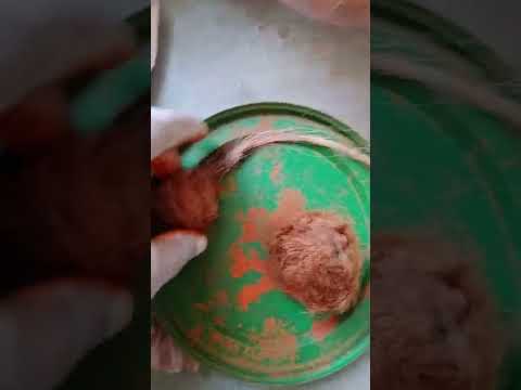 #gidar #singhi #Siyar #singhi Jori big size old monch wali nayab antique jora available 03343437106