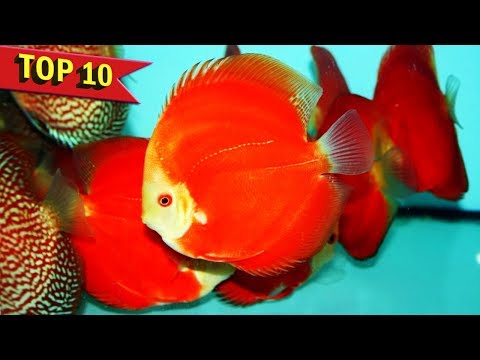 Top 10 Expensive Discus Fish Varieties