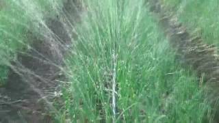 Rain Pipe & Agriculture Pipe By Shilpa Electrical, Pune