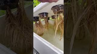 Download lagu මේ විදියට මිරිස් හිටවලා තියනවද - 🌱🔥 Easy Hydroponic Chilli Growing Method at Home! 🔥🌱 mp3