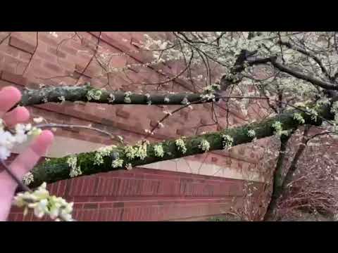 Vvp Advertisement Challenge Winner Trees