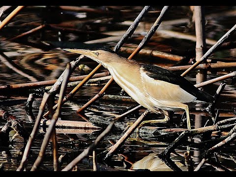 Bukačik malý (Ixobrychus minutus) — Little Bittern v Paphos na Cypre