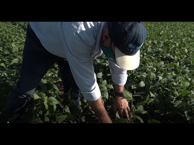 Dia Nacional do Agrônomo-12 de outubro