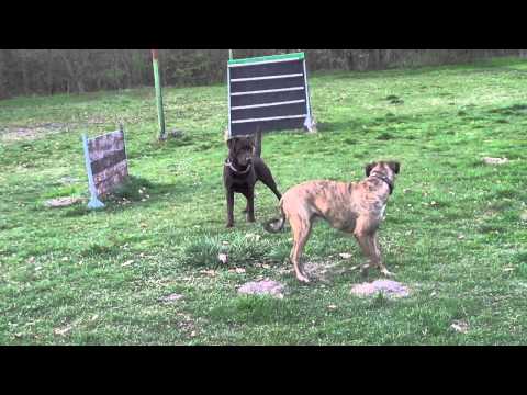 Fight Club 31 03 14 Günther & Kurt   2 Rüden im Gespräch