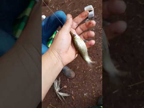 Pesca de pial no São Francisco, em Diamante do Sul pr