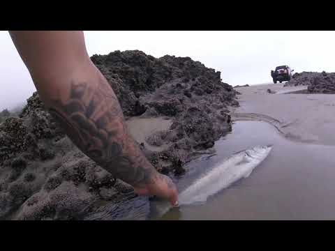 Ahipara Fishing..Foreshore..90mile Beach 2022