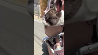 どうしても前見たいらしい（笑）#shorts　　　　　　　　　　　　　　　　　　　　　　　 "I hear they really want to see it no matter what."