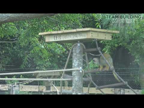 Squirrel monkey enclosure update - Sunspots and rope ladders