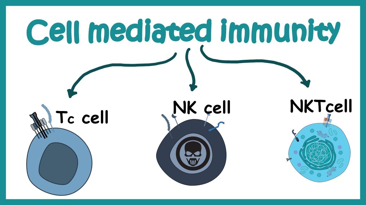 cell mediated immunity | cell types and effector response